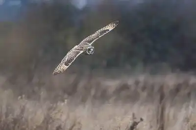 AFボーグ BORG71FLで撮影した野鳥・の写真画像