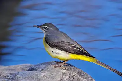 AFボーグ BORG71FLで撮影した野鳥・キセキレイの写真画像