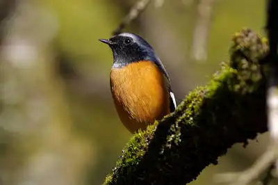 AFボーグ BORG71FLで撮影した野鳥・ジョウビタキの写真画像