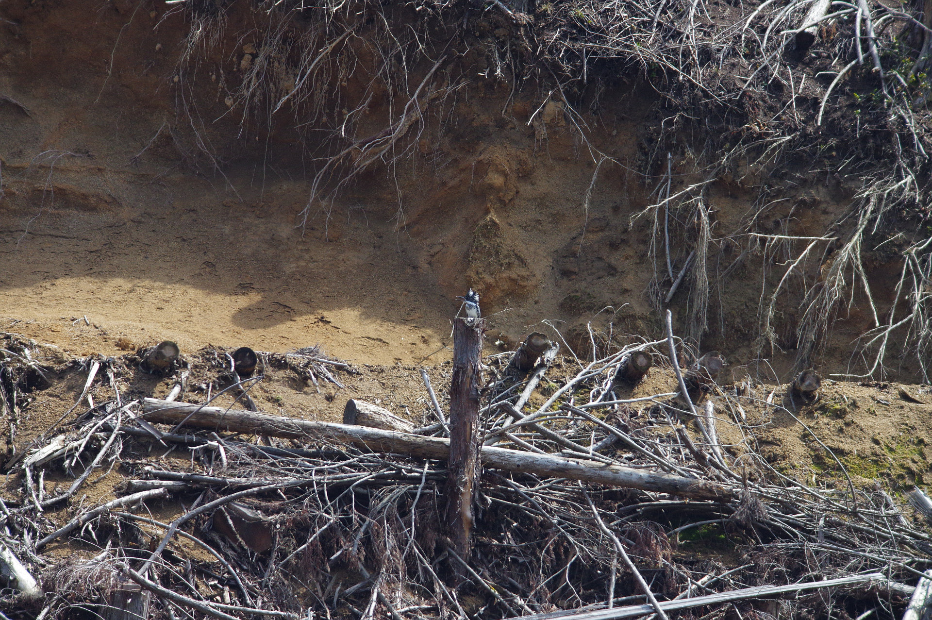 AFボーグ BORG90FLで撮影した野鳥・ヤマセミの写真画像