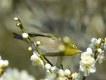 BORG45EDで撮影した野鳥・メジロの写真画像
