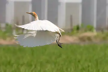 BORG45EDで撮影した野鳥・アマサギの写真画像