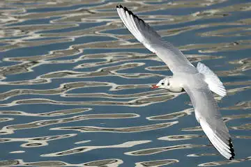 BORG50FLで撮影した野鳥・カモメの写真画像