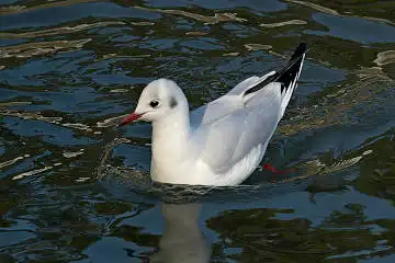 BORG50FLで撮影した野鳥・カモメの写真画像