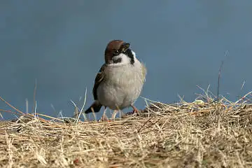 BORG50FLで撮影した野鳥・スズメの写真画像
