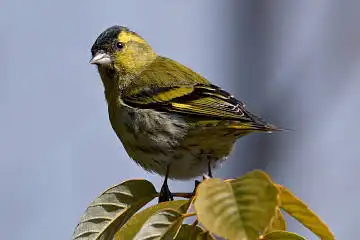 BORG50FLで撮影した野鳥・マヒワの写真画像