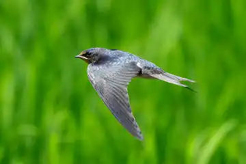 BORG50FLで撮影した野鳥・ツバメの写真画像