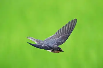 BORG50FLで撮影した野鳥・ツバメの写真画像