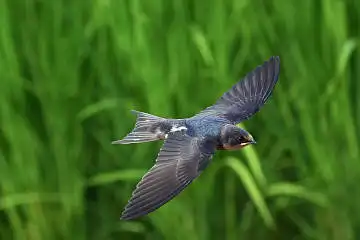BORG50FLで撮影した野鳥・ツバメの写真画像