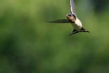 BORG50FLで撮影した野鳥・ツバメの写真画像