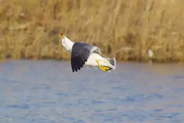 BORG50FLで撮影した野鳥・カモメの写真画像