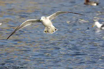 BORG50FLで撮影した野鳥・カモメの写真画像