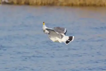 BORG50FLで撮影した野鳥・カモメの写真画像