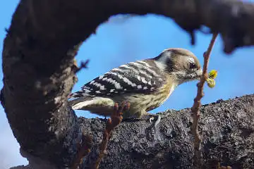 BORG50FLで撮影した野鳥・コゲラの写真画像