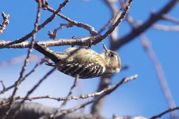 BORG50FLで撮影した野鳥・コゲラの写真画像