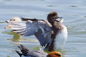 BORG50FLで撮影した野鳥・カモの写真画像
