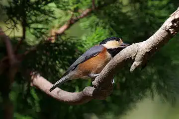 BORG50FLで撮影した野鳥・ヤマガラの写真画像
