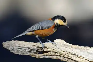 BORG50FLで撮影した野鳥・ヤマガラの写真画像