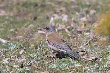 BORG50FLで撮影した野鳥・シロハラの写真画像