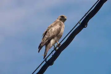 BORG50FLで撮影した野鳥・ノスリの写真画像