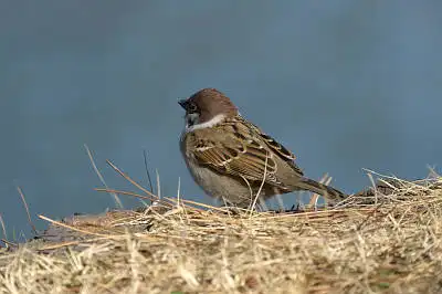 BORG50FLで撮影した野鳥・スズメの写真画像