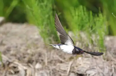 BORG50FLで撮影した野鳥・ツバメの写真画像