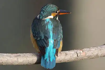 BORG50FLで撮影した野鳥・カワセミの写真画像