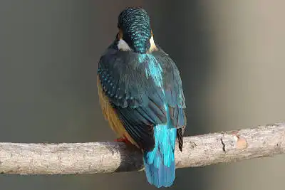 BORG50FLで撮影した野鳥・カワセミの写真画像