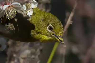 BORG50FLで撮影した野鳥・メジロの写真画像
