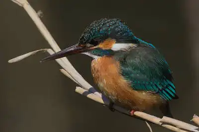 BORG50FLで撮影した野鳥・カワセミの写真画像