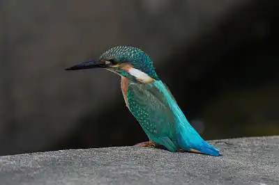 BORG50FLで撮影した野鳥・カワセミの写真画像