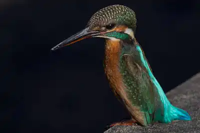 BORG50FLで撮影した野鳥・カワセミの写真画像