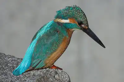 BORG50FLで撮影した野鳥・カワセミの写真画像