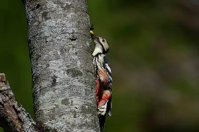 BORG90FLで撮影した野鳥・オオアカゲラの写真画像
