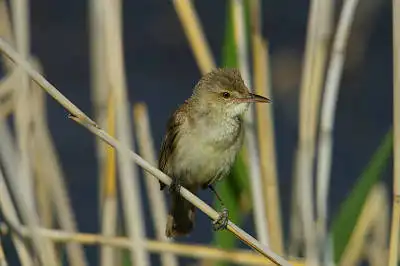 BORG90FLで撮影した野鳥・オオヨシキリの写真画像