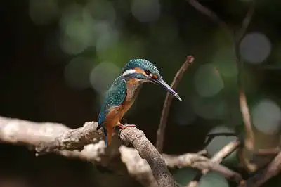 BORG90FLで撮影した野鳥・カワセミの写真画像