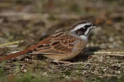 BORG90FLで撮影した野鳥・ホオジロの写真画像