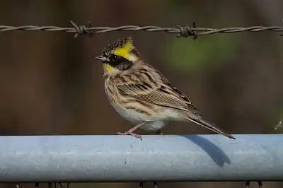 BORG90FLで撮影した野鳥・ミヤマホオジロの写真画像