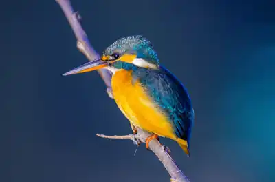 BORG90FLで撮影した野鳥・カワセミの写真画像