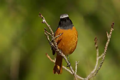 BORG90FLで撮影した野鳥・ジョウビタキの写真画像