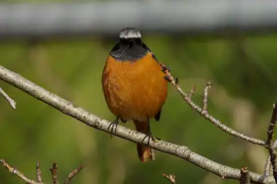 BORG90FLで撮影した野鳥・ジョウビタキの写真画像