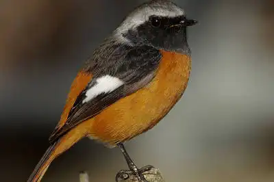BORG90FLで撮影した野鳥・ジョウビタキの写真画像