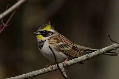 BORG90FLで撮影した野鳥・ミヤマホオジロの写真画像