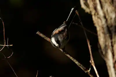 BORG90FLで撮影した野鳥・エナガの写真画像