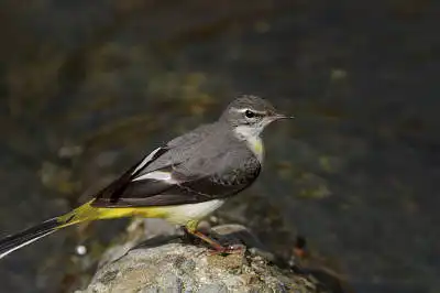 BORG90FLで撮影した野鳥・キセキレイの写真画像