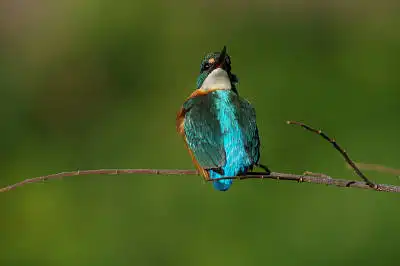 BORG90FLで撮影した野鳥・カワセミの写真画像