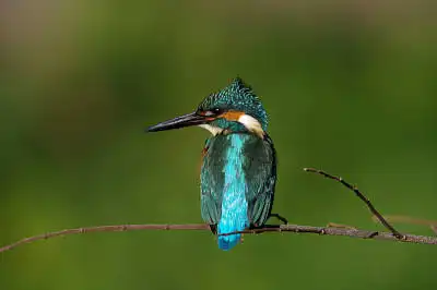 BORG90FLで撮影した野鳥・カワセミの写真画像