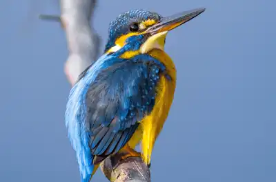 BORG90FLで撮影した野鳥・カワセミの写真画像