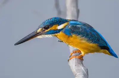 BORG90FLで撮影した野鳥・カワセミの写真画像