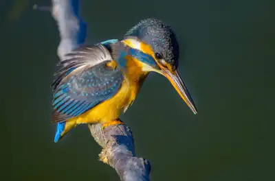 BORG90FLで撮影した野鳥・カワセミの写真画像